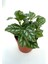 Pilea Cadierei Karyağdı Begonya Çiçeği Fidanı 10-20 cm 1