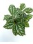 Pilea Cadierei Karyağdı Begonya Çiçeği Fidanı 10-20 cm 2