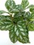 Pilea Cadierei Karyağdı Begonya Çiçeği Fidanı 10-20 cm 3