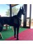 Elite Doberman Heykeli Metal 3 Boyutlu Büyük Boy Yer Dekoru Siyah 1 Adet 4