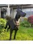 Elite Doberman Heykeli Metal 3 Boyutlu Büyük Boy Yer Dekoru Siyah 1 Adet 5