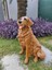 Elite Golden Bahçe Köpek Heykeli, Kapı Önü Dekoru, Köpek Heykel 1 Adet 1