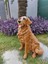 Elite Golden Bahçe Köpek Heykeli, Kapı Önü Dekoru, Köpek Heykel 1 Adet 2