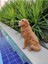 Elite Golden Bahçe Köpek Heykeli, Kapı Önü Dekoru, Köpek Heykel 1 Adet 3