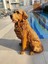 Elite Golden Bahçe Köpek Heykeli, Kapı Önü Dekoru, Köpek Heykel 1 Adet 4