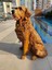 Elite Golden Bahçe Köpek Heykeli, Kapı Önü Dekoru, Köpek Heykel 1 Adet 5