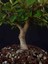 Bonsai Kotanaster (Dağ Muşmullası) 4
