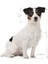 Mini Adult +8 Yaş Yaşlı Köpek Maması 2 Kg 3