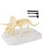 Eğitici Dinozor Duyusal Kitleri Triceratops (Yurt Dışından) 2