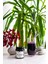 Organik Maquiberry Meyvesi Tozu 85 G 6