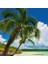 Puzzle Paradise Palm 2000 Parça Panorama 2