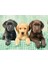 - 1000 Parça Hq Collection Yetişkin Puzzle - Three Labs 2
