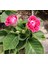 Kırmızı Bardak Menekşesi Saksıda-Gloxinia 1
