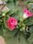 Kırmızı Bardak Menekşesi Saksıda-Gloxinia 2