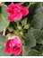 Kırmızı Bardak Menekşesi Saksıda-Gloxinia 3