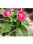 Kırmızı Bardak Menekşesi Saksıda-Gloxinia 4