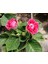 Kırmızı Bardak Menekşesi Saksıda-Gloxinia 5
