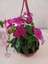 Saksıda Fuşya Pervane Çiçeği 4 Mevsim Kalıcı - Catharanthus Roseus 1