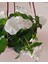 Saksıda Beyaz Pervane Çiçeği 4 Mevsim Kalıcı - Catharanthus Roseus 1