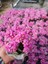 2 Adet Pembe Kalanchoe Fidesi 1
