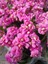 2 Adet Pembe Kalanchoe Fidesi 2