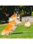 Pet Oyuncak Top Köpek Diş Gıcırdatma Dayanıklı Isırma Ses Şişme Futbol (Yurt Dışından) 2
