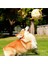Pet Oyuncak Top Köpek Diş Gıcırdatma Dayanıklı Isırma Ses Şişme Futbol (Yurt Dışından) 4