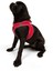 Air-mesh Harness Köpek Göğüs Tasması Parlak Kırmızı 5