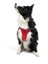 Air-mesh Harness Köpek Göğüs Tasması Parlak Kırmızı 7