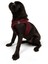 Air-mesh Harness Köpek Göğüs Tasması Bordo 5