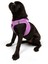 Air-mesh Harness Köpek Göğüs Tasması Lila 5