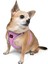 Air-mesh Harness Köpek Göğüs Tasması Lila 6