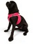 Air-mesh Harness Köpek Göğüs Tasması Neon Pembe 5