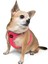 Air-mesh Harness Köpek Göğüs Tasması Neon Pembe 6
