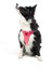 Air-mesh Harness Köpek Göğüs Tasması Neon Pembe 7