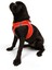 Air-mesh Harness Köpek Göğüs Tasması Neon Turuncu 5