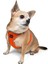 Air-mesh Harness Köpek Göğüs Tasması Neon Turuncu 6