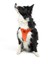 Air-mesh Harness Köpek Göğüs Tasması Neon Turuncu 7