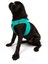 Air-mesh Harness Köpek Göğüs Tasması Turkuaz 5