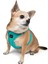 Air-mesh Harness Köpek Göğüs Tasması Turkuaz 6