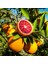 Blood Orange (Kan Portakalı) Fidanı 1