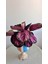 Calathea Roseopicta-Dua Çiçeği Siyah Dolgun Formlu Ofis&salon Bitkisi 4