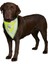 Köpek Bandanalı Tasma Xlarge 42-60 cm 1