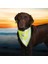 Köpek Bandanalı Tasma Xlarge 42-60 cm 2