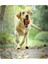 Xixishop Köpek Topu Etkileşimli Oyuncak Turuncu Mor (Yurt Dışından) 5