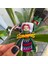 Worry Dolls Maya Bebek Tekli 3
