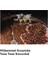 Red Velvet Espresso Blend 250 gr 4