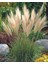 Stipa Pampas Otu 1-2 Yaş Arası Saksılı 40 Santim Boy 1