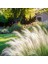 Stipa Pampas Otu 1-2 Yaş Arası Saksılı 40 Santim Boy 2
