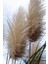 Stipa Pampas Otu 1-2 Yaş Arası Saksılı 40 Santim Boy 3